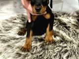Safkan Doberman Yavrulari