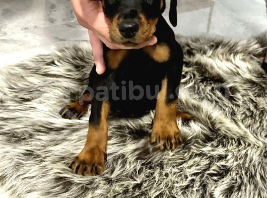 Safkan Doberman Yavrulari görsel
