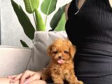 ÖZEL TOY POODLE BEBEKLERİMİZ