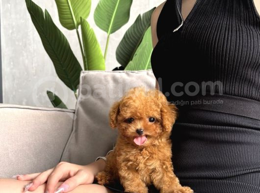 Özel Toy Poodle Bebekleri̇mi̇z