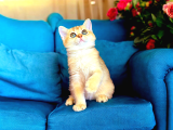 British Shorthair Golden Bebek