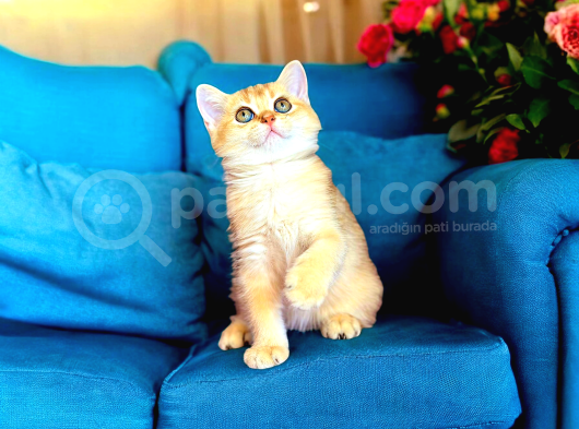 British Shorthair Golden Bebek görsel