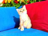 British Shorthair Golden Bebek