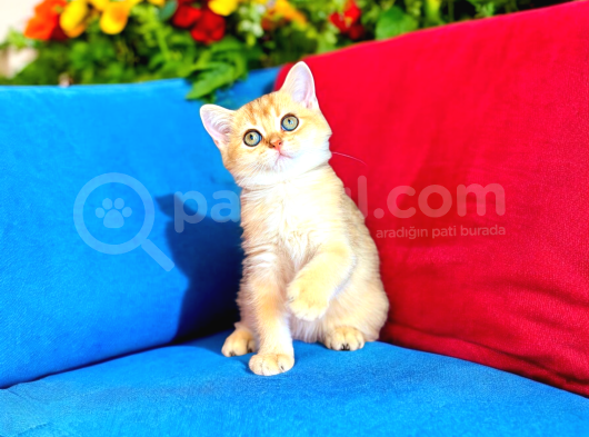 British Shorthair Golden Bebek görsel