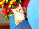British Shorthair Golden Bebek