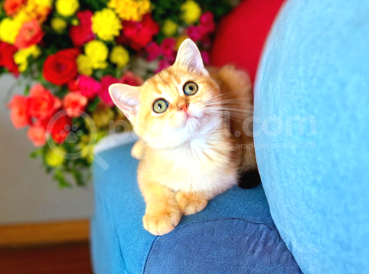 British Shorthair Golden Bebek