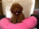 Red braw kıpkırmızı ev üretimi TOOY POODLE 