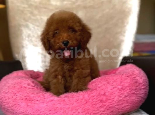 Red Braw Kıpkırmızı Ev Üretimi Tooy Poodle 