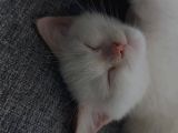 Beyaz Erkek Yavru Kedi