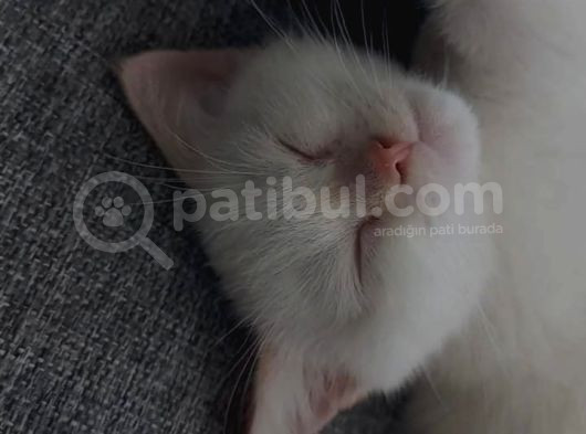 Beyaz Erkek Yavru Kedi görsel