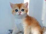 Türünün En Kalitelisi Golden Ny11 British Shorthair