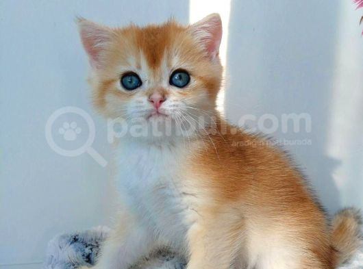 Türünün En Kalitelisi Golden Ny11 British Shorthair görsel