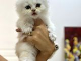 Tarifsiz güzellikte 2 scottish fold  straight yavru
