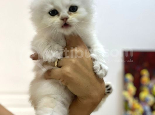 Tarifsiz Güzellikte 2 Scottish Fold  Straight Yavru