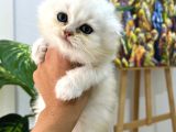 Tarifsiz Güzellikte 2 Scottish Fold  Straight Yavru
