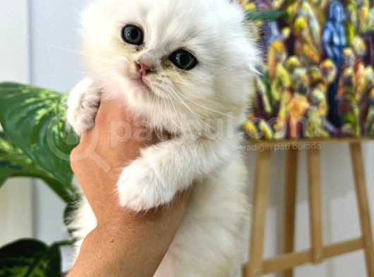 Tarifsiz Güzellikte 2 Scottish Fold  Straight Yavru görsel