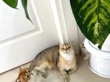 Tarifsiz Güzellikte 2 Scottish Fold  Straight Yavru