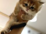 Tarifsiz Güzellikte 2 Scottish Fold  Straight Yavru