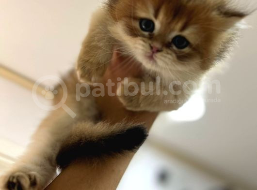 Tarifsiz Güzellikte 2 Scottish Fold  Straight Yavru görsel