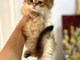 Tarifsiz Güzellikte 2 Scottish Fold  Straight Yavru