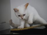 Beyaz Erkek Yavru Kedi
