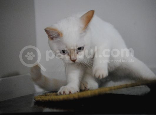Beyaz Erkek Yavru Kedi