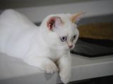 Beyaz Erkek Yavru Kedi