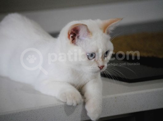 Beyaz Erkek Yavru Kedi görsel