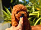 Gerçek Dark Red Brown Toy Poodle Yavrularimiz