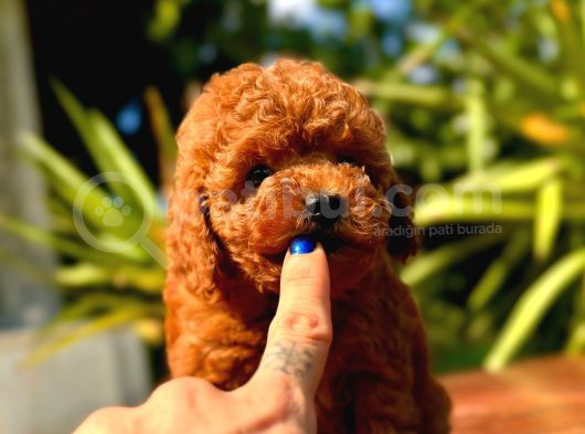 Gerçek Dark Red Brown Toy Poodle Yavrularimiz görsel