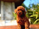 Gerçek Dark Red Brown Toy Poodle Yavrularimiz