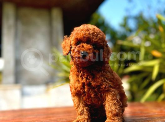 Gerçek Dark Red Brown Toy Poodle Yavrularimiz görsel