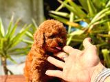 Gerçek Dark Red Brown Toy Poodle Yavrularimiz