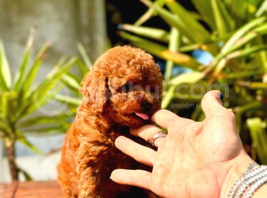 Gerçek Dark Red Brown Toy Poodle Yavrularimiz görsel