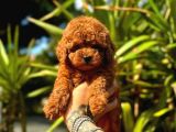 Gerçek Dark Red Brown Toy Poodle Yavrularimiz