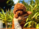 Gerçek Dark Red Brown Toy Poodle Yavrularimiz