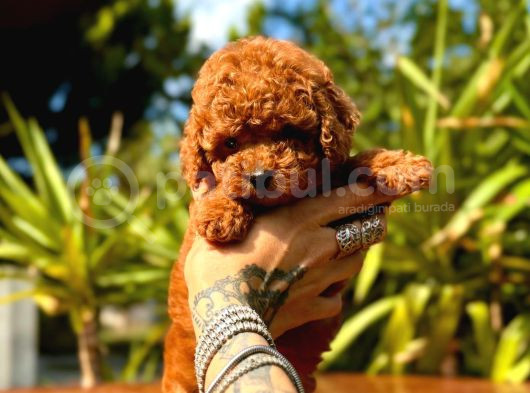 Gerçek Dark Red Brown Toy Poodle Yavrularimiz görsel