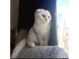 Secereli dişi scottish fold