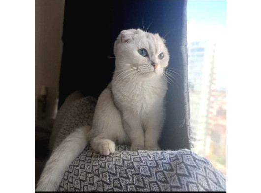 Secereli Dişi Scottish Fold