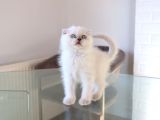Scottish Fold Lilac Dişi Yavrum