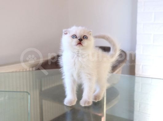 Scottish Fold Lilac Dişi Yavrum görsel