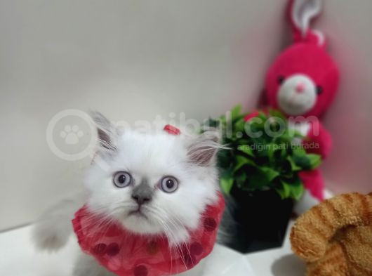 Yumuşak Tüylü Pofidik Longhair Oğlum Teslime Hazır görsel