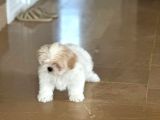 Shihtzu Yavrumuz