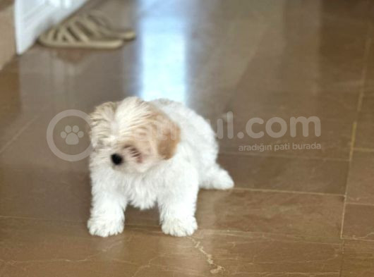 Shihtzu Yavrumuz görsel