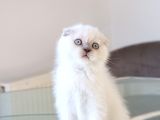 Scottish Fold Lilac Dişi Yavrum