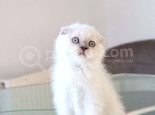 Scottish Fold Lilac Dişi Yavrum görsel