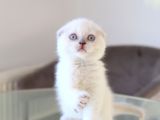 Scottish fold lilac dişi yavrum
