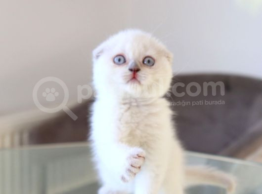 Scottish Fold Lilac Dişi Yavrum