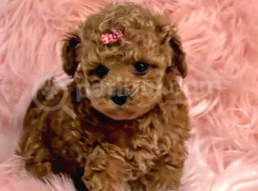 Tooy Poodle Cinsi Yavrular Dişi Erkek Mevcuttur  görsel