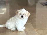 Shihtzu Yavrumuz